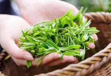 Maravillas del té verde para tener una hermosa piel