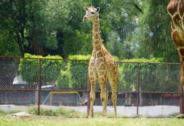 Nace ejemplar de jirafa borracha en el zoológico de Morelia