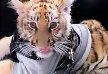 Difunden en redes sociales a mujer paseando su mascota; un cachorro de tigre en una plaza de la CDMX