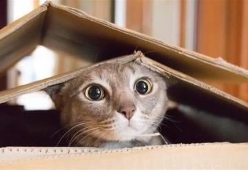 ¿Por qué los gatos aman las cajas de cartón?