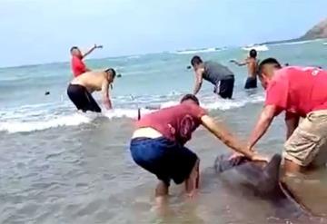 VIDEO: Grupo de pescadores rescatan a delfines varados en la playa