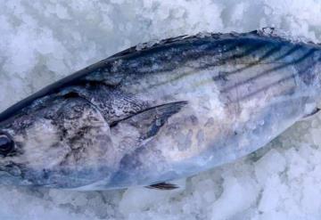 COVID-19 puede alojarse en pescados por más de una semana