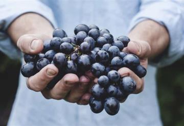 Uvas pueden ayudarte a proteger tus riñones