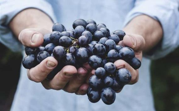 Uvas pueden ayudarte a proteger tus riñones