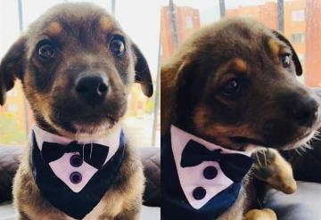 Vicente, el perrito que dejaron plantado el día de su adopción