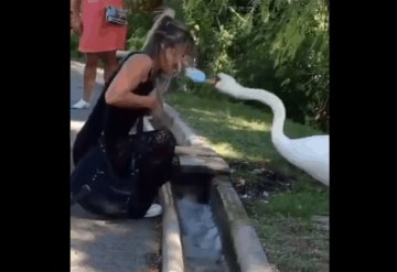 VIDEO: Cisne coloca correctamente el cubreboca a una mujer; se hace viral