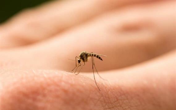 ¿Cómo hacer repelentes caseros para alejar a los mosquitos?