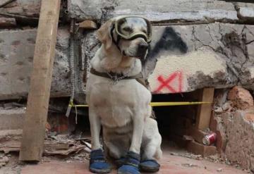 ¿Recuerdas a Frida? La famosa perrita rescatista del sismo de 2017