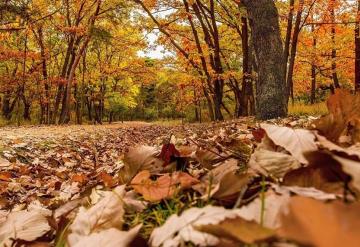 ¿Cuándo comienza el otoño 2020? Aquí te damos fecha y hora