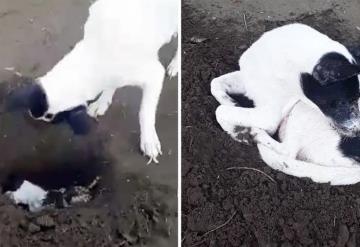 VIDEO: Perrita cava tumba para enterrar a su cachorro recién fallecido