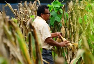 Campesinos de la zona Yokotan de Tamulté recogen su maíz de la milpa entre el agua