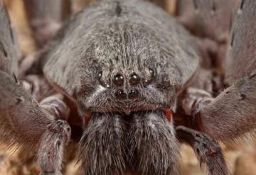 Telaraña gigante atrapa humanos causa terror