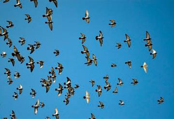 Hallan más de 1000 pájaros muertos en las calles de Filadelfia