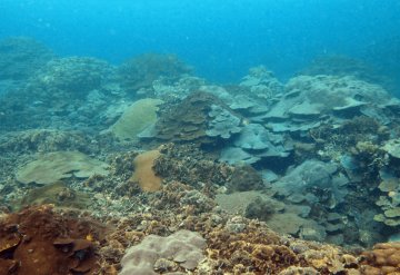 Encuentran tiburón víbora, una especie que raramente se ve