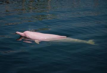 Reaparecen delfines rosados en Hong Kong