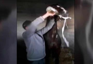 Vídeo: Investigan si obligaron a beber una botella de champagne a caballo de carrera en España