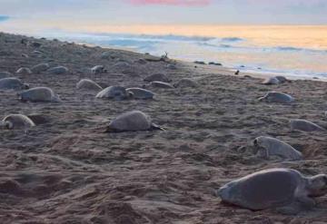 Captan cuarta arribada de tortugas golfinas a Oaxaca