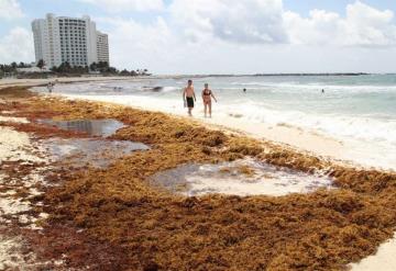 Semar recolecta 17 mil toneladas de sargazo en Quintana Roo