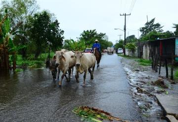 Miles de pérdidas en la ganadería