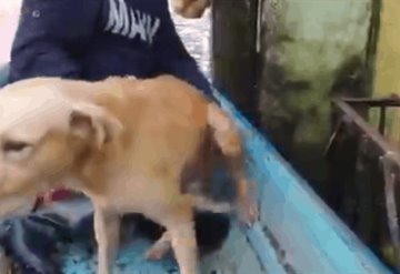 VIDEO: Perrito rescatado en la inundación es adoptado por elementos de la Semar