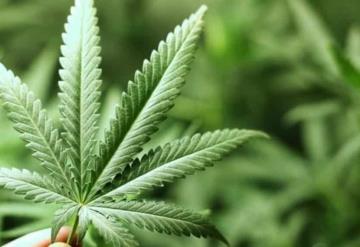 Hacienda cobraría impuesto a la marihuana