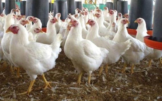 190 mil gallinas y pollos son sacrificados por gripe aviaria