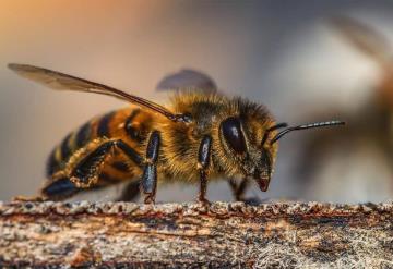 Se vacunan con abejas contra COVID-19 