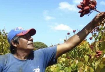 Cultivo de achiote mitiga la economía de los campesinos