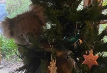 Familia es sorprendida tras hallar a koala colgando de su árbol de navidad