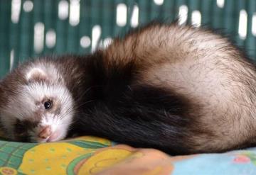 Estos animales son los más susceptibles a contraer SARS-CoV-2