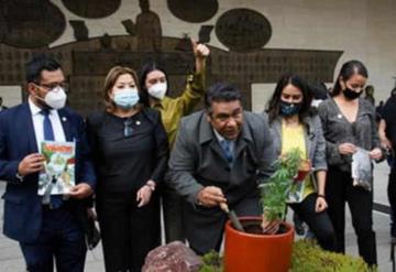 Diputados colocan planta de mariguana en el patio del Congreso