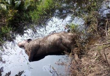 Muere ganado de frío y hambre en agro jonuteco