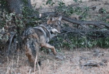 Liberan a tres lobos mexicanos en Chihuahua