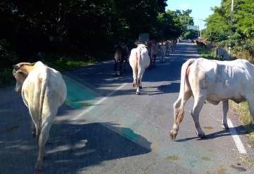 Bovinos sueltos en vías. Automovilistas, conduzcan con precaución