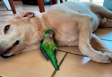 Perrito rescata a loro herido y se vuelven inseparables