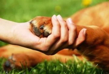 ¡Indignante! Encuentra perrita enterrada viva en lote baldío