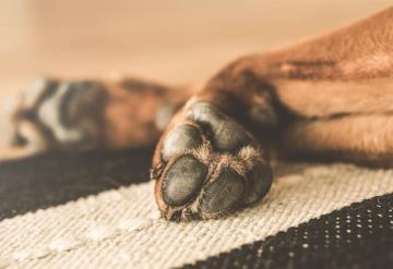 Perrito se ahorcó buscando donde esconderse por estruendo de cuetes