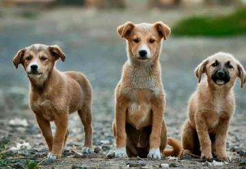 Redes sociales se llenan de reportes de mascotas extraviadas