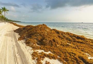 Geolife busca evitar la contaminación por el sargazo en las playas de México