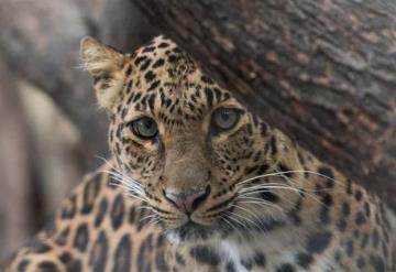 El Tren Maya contribuye a la conservación del jaguar