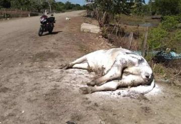 Continúa muriendo ganado por baja temperatura