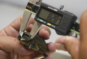 Investigadores de la UJAT participan en hallazgo de dos nuevas especies de tortugas en México