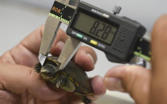 Investigadores de la UJAT participan en hallazgo de dos nuevas especies de tortugas en México