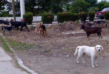 Jauría de perros callejeros invade Jonuta