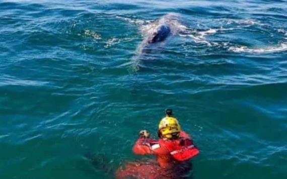 Liberan a ballena atrapada en Ensenada