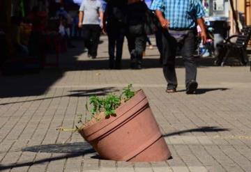 Foto del día: Tapan hueco en la calle con una maceta