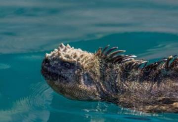 Logró capturar la imagen de este fascinante animal mini Godzilla: Islas Galápagos