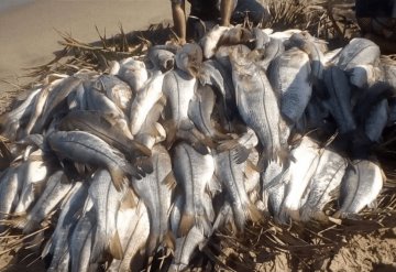 Pescadores de la Barra de Tupilco logran pescar gran cantidad de róbalo