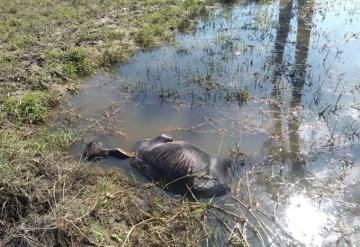 Pérdidas millonarias en el campo por la mortandad de ganado en Jonuta