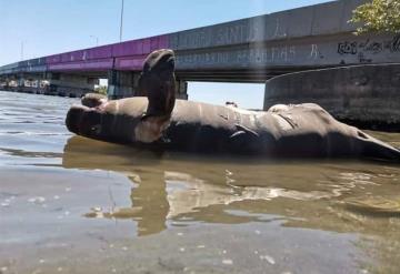 Aparece manatí muerto en El Bellote